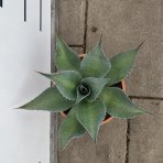 Agáva (Agave ovatifolia) ´OVATIFOLIA´ – výška 20–25 cm, Ø 20–30 cm, kont. C6L